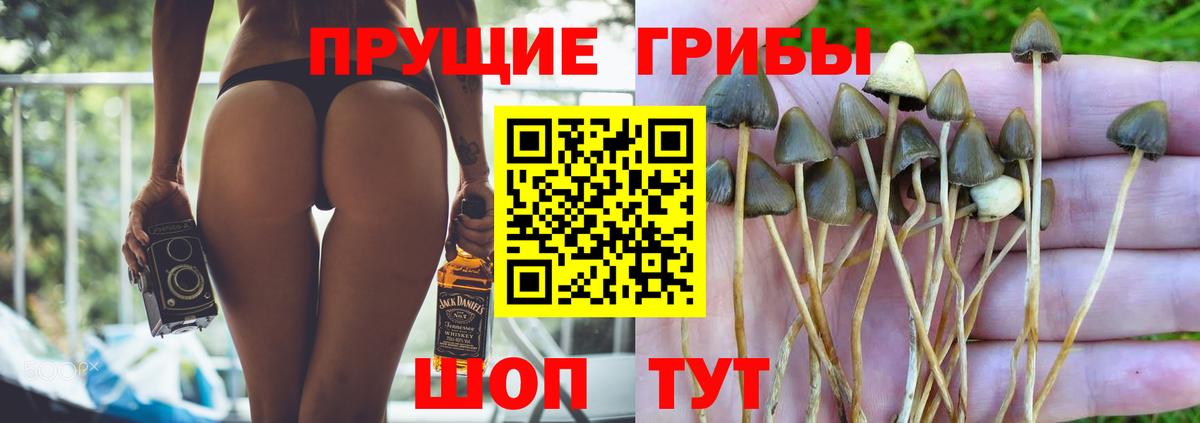 Галлюциногенные грибы Psilocybe  Острогожск 